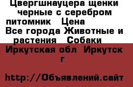 Цвергшнауцера щенки черные с серебром питомник › Цена ­ 30 000 - Все города Животные и растения » Собаки   . Иркутская обл.,Иркутск г.